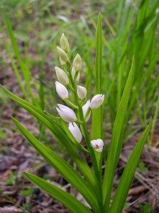 Дълголистен главопрашник (Cephalanthera longifolia)