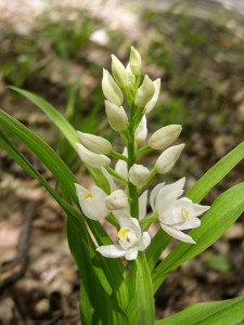 Дълголистен главопрашник (Cephalanthera longifolia)