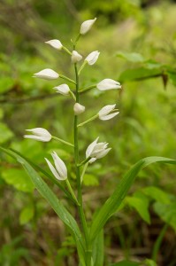 Дълголистен главопрашник (Cephalanthera longifolia)