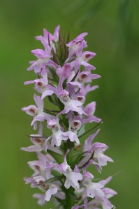 Калописиев дланокоренник (Dactylorhiza kalopissii)