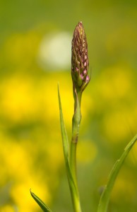 Дългорога гимнадения (Gymnadenia conopsea)