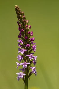 Дългорога гимнадения (Gymnadenia conopsea)