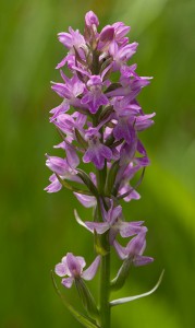 Калописиев дланокоренник (Dactylorhiza kalopissii)