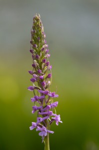 Дългорога гимнадения (Gymnadenia conopsea)