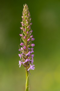 Дългорога гимнадения (Gymnadenia conopsea)