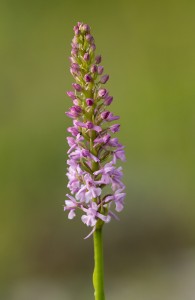 Дългорога гимнадения (Gymnadenia conopsea)