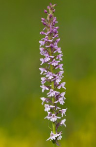 Дългорога гимнадения (Gymnadenia conopsea)