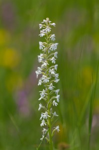 Дългорога гимнадения (Gymnadenia conopsea)