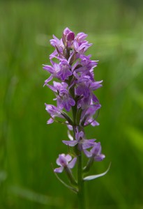 Калописиев дланокоренник (Dactylorhiza kalopissii)