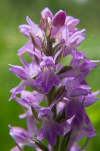 Калописиев дланокоренник (Dactylorhiza kalopissii)