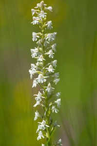 Дългорога гимнадения (Gymnadenia conopsea)