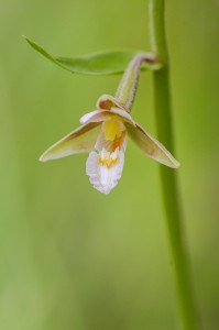 Блатен дремник (Epipactis palustris)