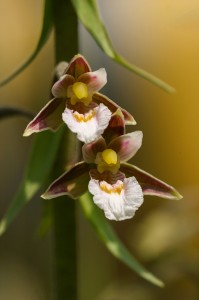 Блатен дремник (Epipactis palustris)