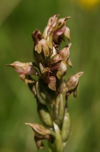 Дървеницов салеп (Orchis coriophora)