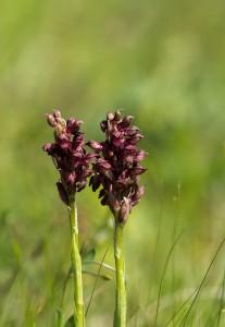 Дървеницов салеп (Orchis coriophora)