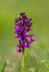 Обикновен салеп (Orchis morio)