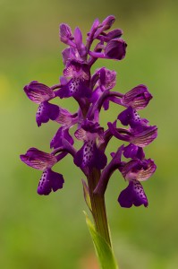 Обикновен салеп (Orchis morio)