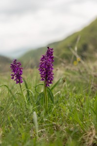 Обикновен салеп (Orchis morio)