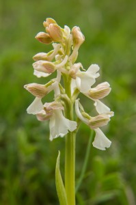 Обикновен салеп (Orchis morio)