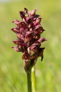 Дървеницов салеп (Orchis coriophora)