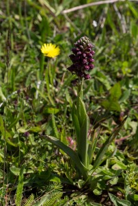 Дървеницов салеп (Orchis coriophora)