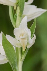 Дремников главопрашник (Cephalanthera epipactoides)