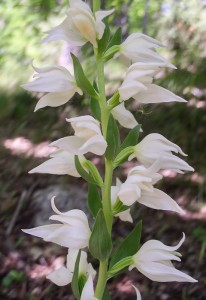 Дремников главопрашник (Cephalanthera epipactoides)