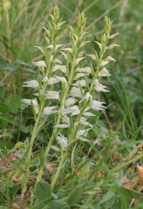 Дремников главопрашник (Cephalanthera epipactoides)