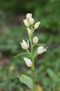 Блед главопрашник (Cephalanthera damasonium)