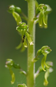 Овален тайник(Listera ovata)