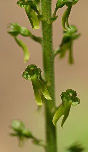 Овален тайник(Listera ovata)