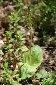 Овален тайник(Listera ovata)