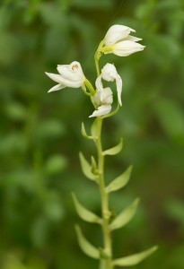 Дремников главопрашник (Cephalanthera epipactoides)