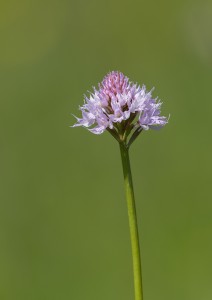 Kълбеста траунщайнера (Traunsteinera globosa)