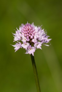 Kълбеста траунщайнера (Traunsteinera globosa)