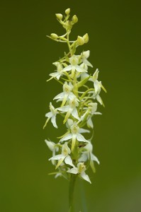 Двулистна платантера (Platanthera bifolia)