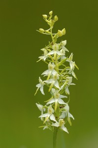 Двулистна платантера (Platanthera bifolia)