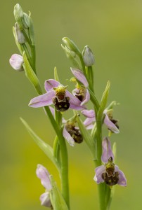 Пчелоносно бръмбарче (Ophrys apifera)