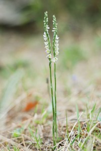 Есенен спиралник (Spiranthes spyralis)