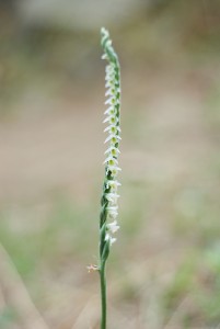 Есенен спиралник (Spiranthes spyralis)