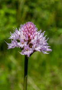 Kълбеста траунщайнера (Traunsteinera globosa)