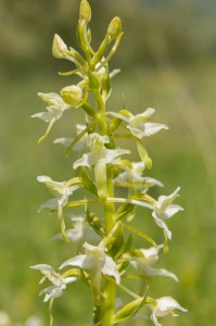 Двулистна платантера (Platanthera bifolia)