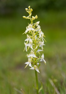 Двулистна платантера (Platanthera bifolia)