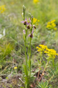 Пчелоносно бръмбарче (Ophrys apifera)