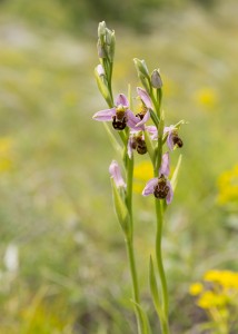 Пчелоносно бръмбарче (Ophrys apifera)