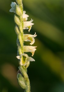 Есенен спиралник (Spiranthes spyralis)