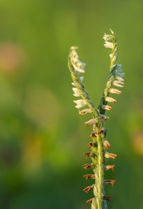 Есенен спиралник (Spiranthes spyralis)