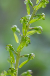 Овален тайник(Listera ovata)