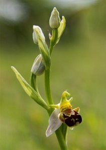 Пчелоносно бръмбарче (Ophrys apifera)