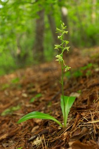 Зеленоцветна платантера (Platanthera chlorantha)